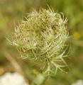 هویج وحشی